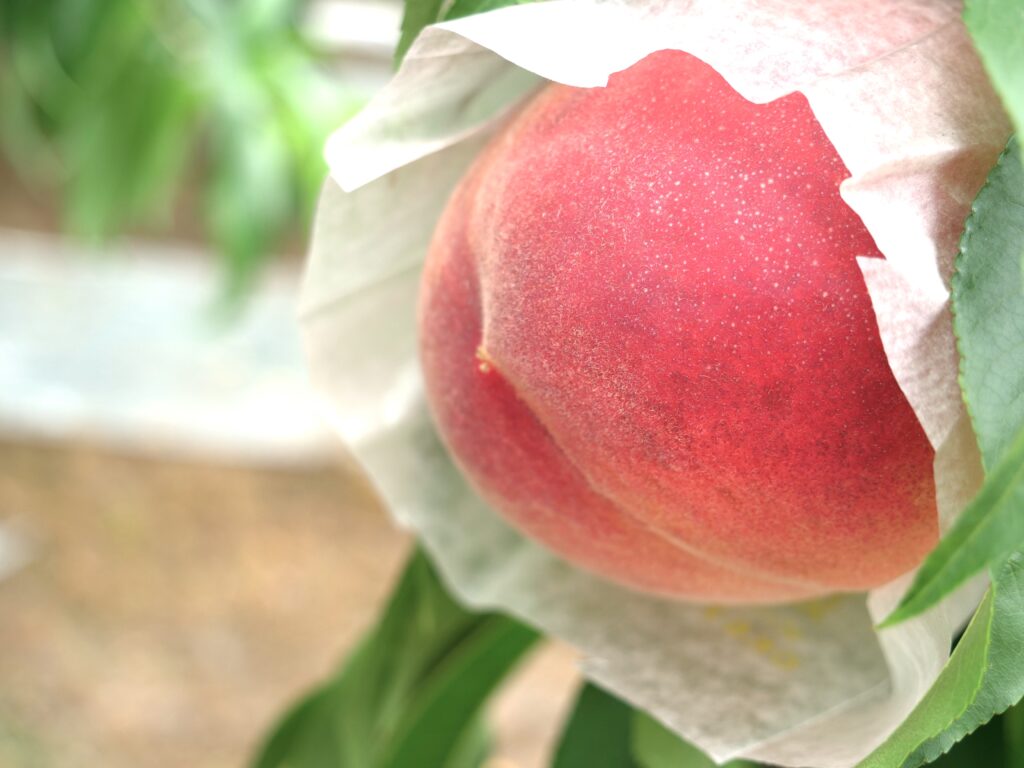 和歌山産 桃の果実アップ写真